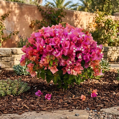 Vera Lynn Bougainvillea Shrub
