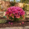 Vera Lynn Bougainvillea Shrub