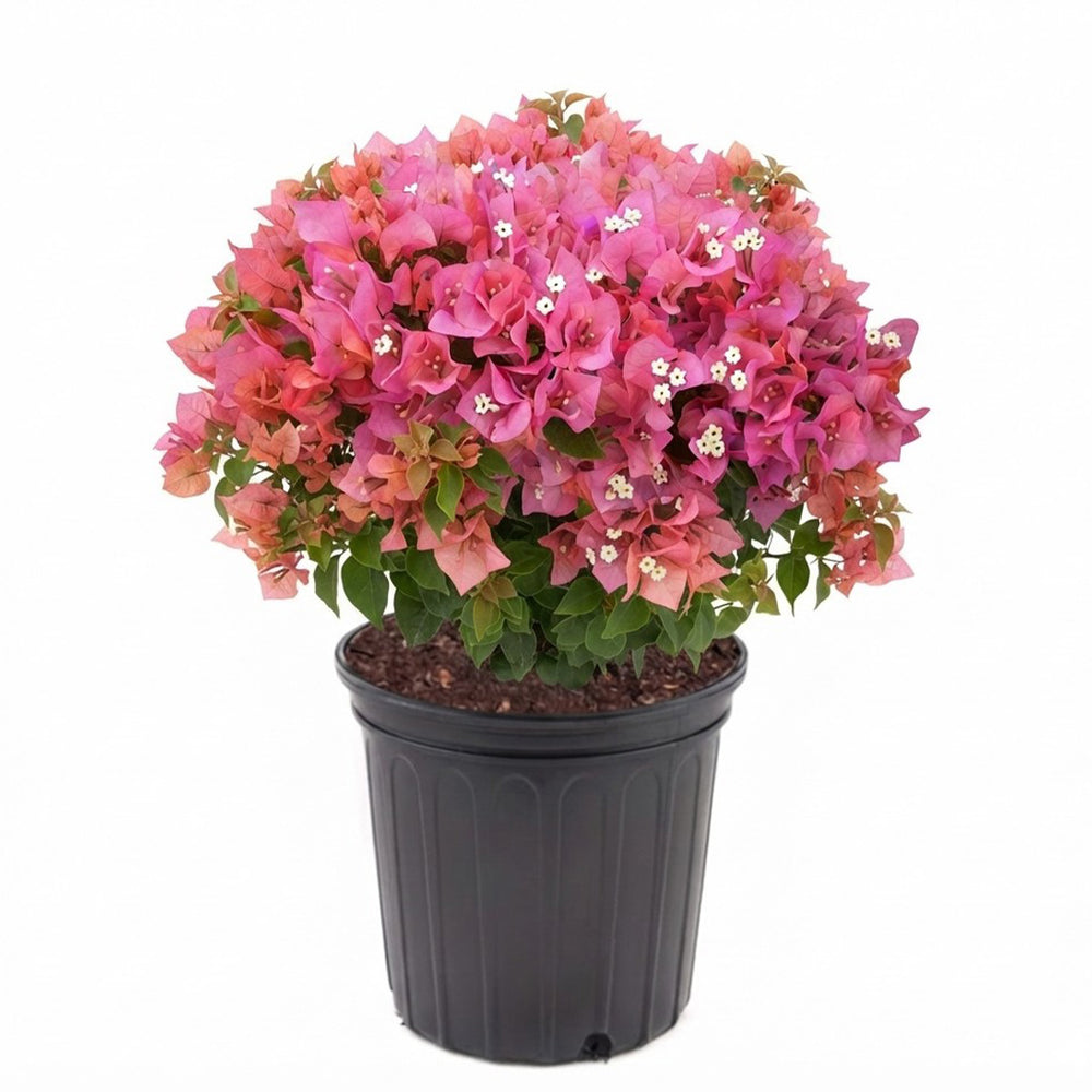 Vera Lynn Bougainvillea Shrub