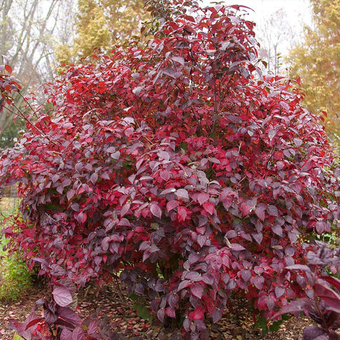 Proven Winners® Spice Girl Koreanspice Viburnum Shrub