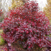 Proven Winners® Spice Girl Koreanspice Viburnum Shrub
