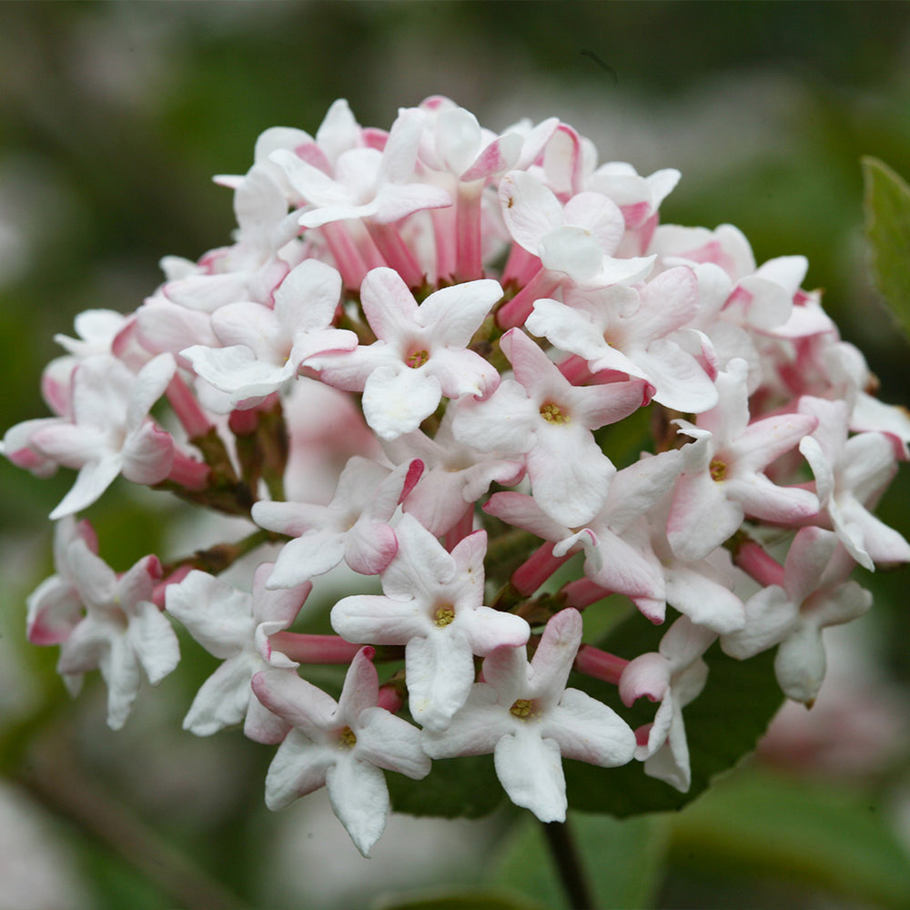 Proven Winners® Spice Girl Koreanspice Viburnum Shrub