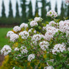 Proven Winners® Spice Girl Koreanspice Viburnum Shrub
