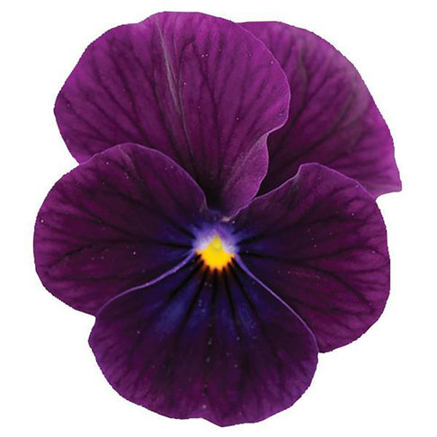 Sorbet® XP Purple Viola Plant