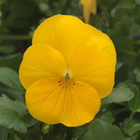 Sorbet® XP Yellow Viola Plant