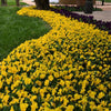 Yellow Sorbet® XP Viola Plant