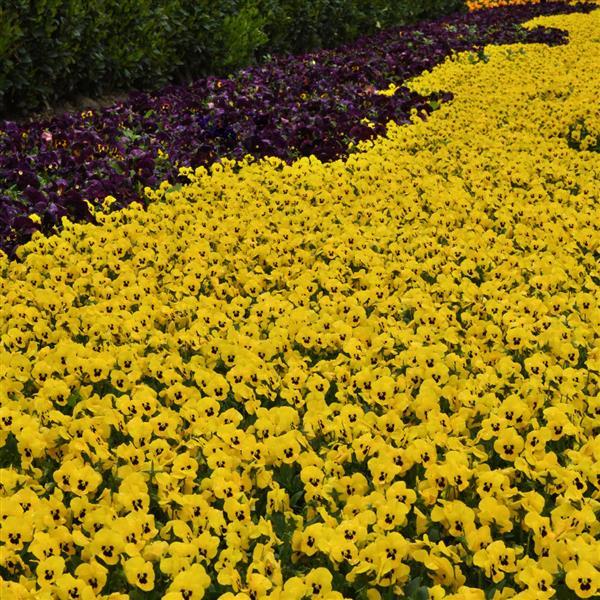 Yellow Sorbet® XP Viola Plant