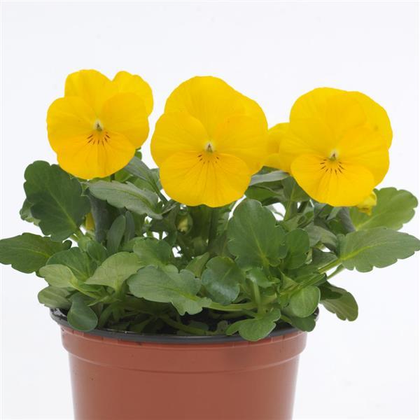 Yellow Sorbet® XP Viola Plant
