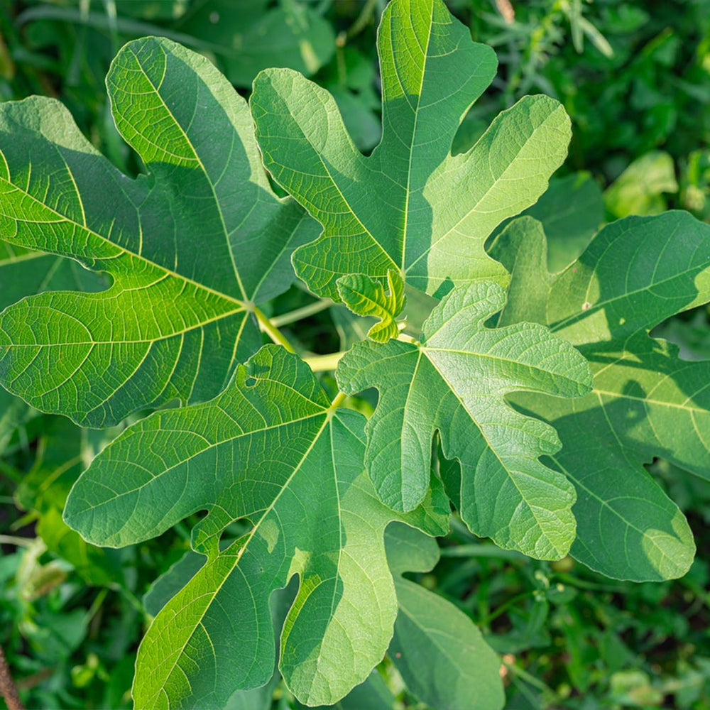 Violette de Bordeaux Fig Tree - USDA Organic