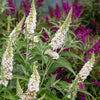 Southern Living® White Butterfly Towers™ Butterfly Bush