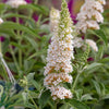 Southern Living® White Butterfly Towers™ Butterfly Bush