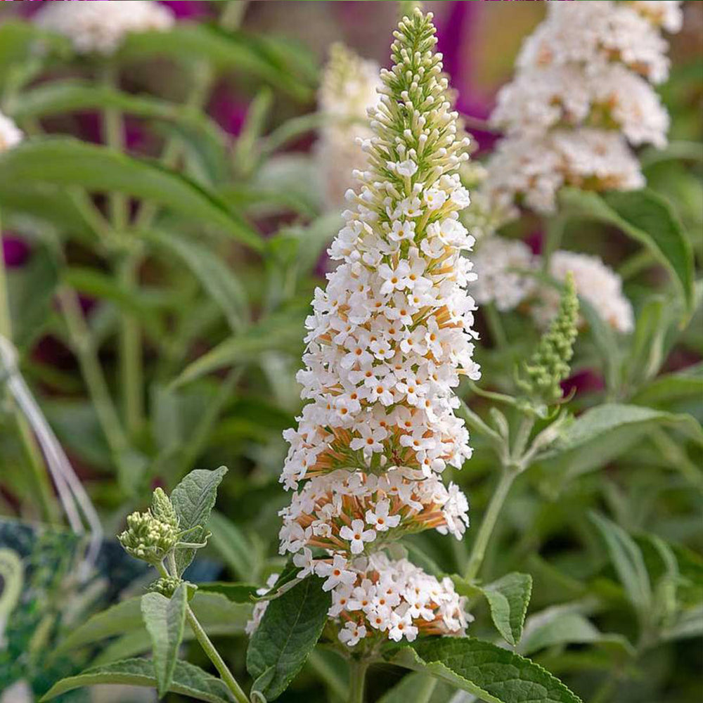 Southern Living® White Butterfly Towers™ Butterfly Bush