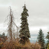 Weeping White Spruce Tree