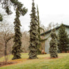 Weeping White Spruce Tree