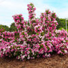Proven Winners® Czechmark Trilogy® Weigela Shrub