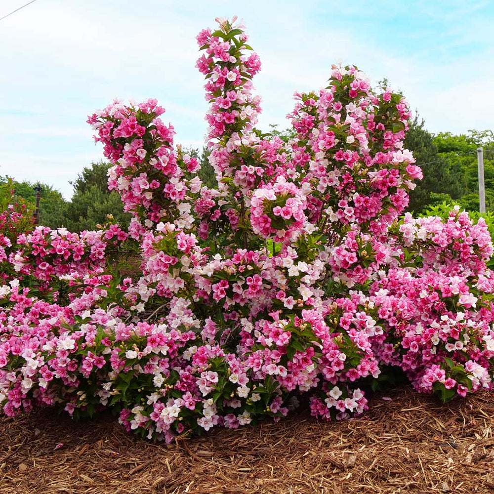 Proven Winners® Czechmark Trilogy® Weigela Shrub