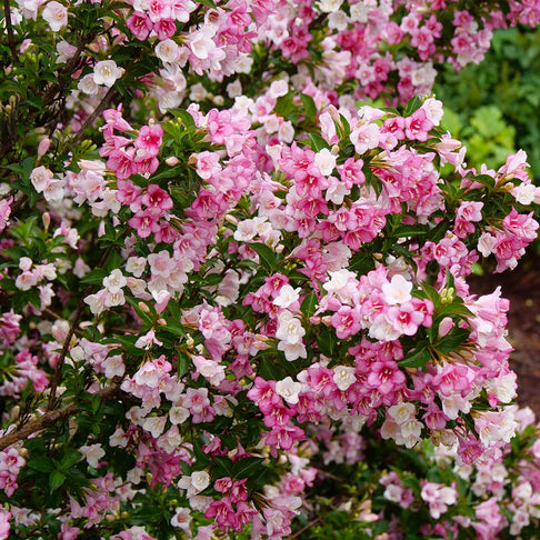 Proven Winners® Czechmark Trilogy® Weigela Shrub