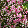 Proven Winners® Czechmark Trilogy® Weigela Shrub