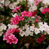 Proven Winners® Czechmark Trilogy® Weigela Shrub