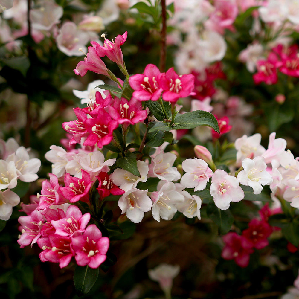Proven Winners® Czechmark Trilogy® Weigela Shrub