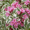 Proven Winners® My Monet Weigela Shrub