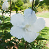 Proven Winners® White Pillar® Rose of Sharon Althea