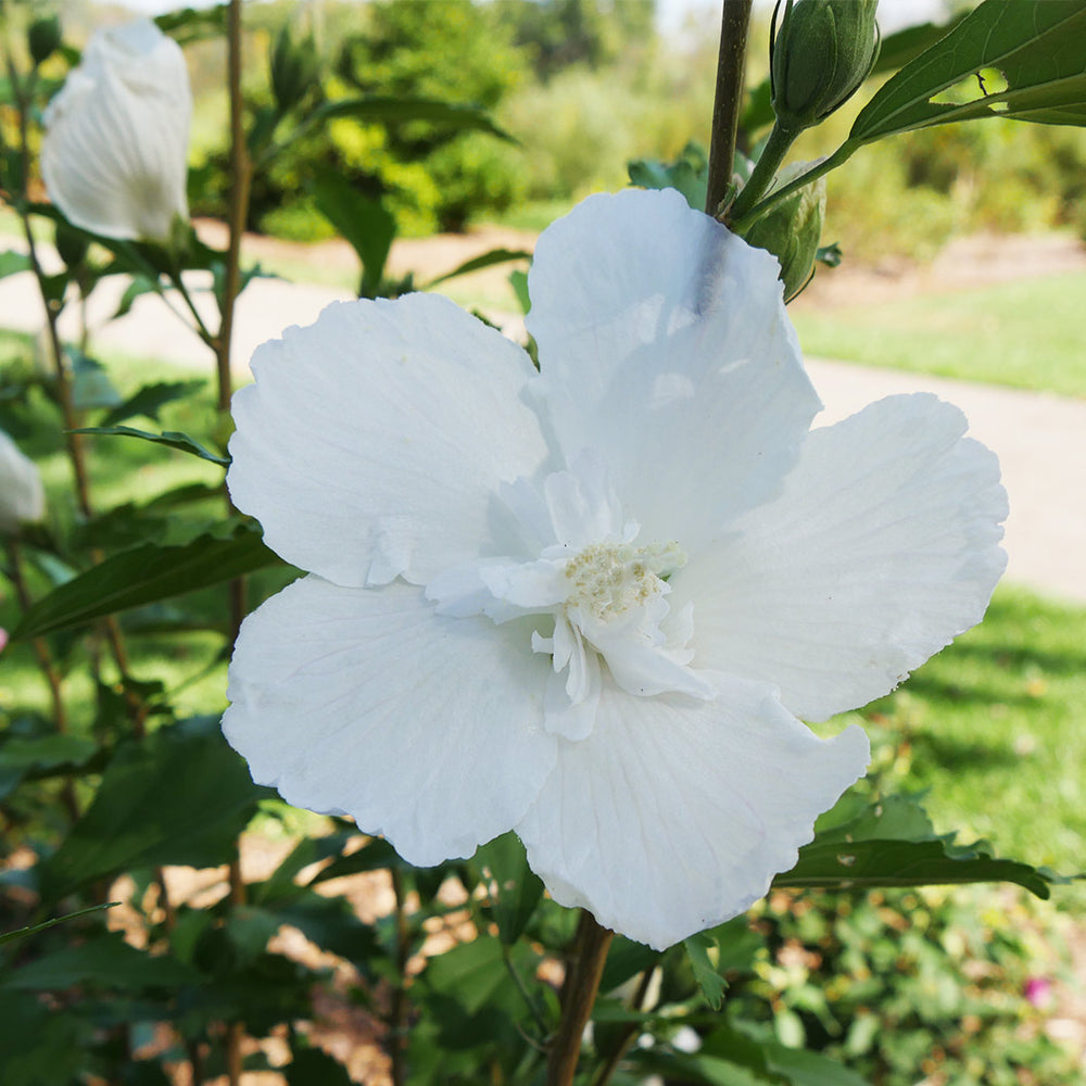 Proven Winners® White Pillar® Rose of Sharon Althea