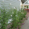 Proven Winners® White Pillar® Rose of Sharon Althea