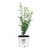 Proven Winners® White Pillar® Rose of Sharon Althea