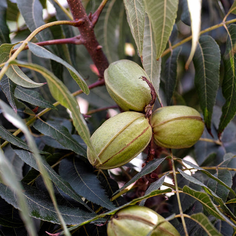 Wichita Pecan Tree