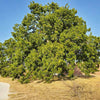 Wichita Pecan Tree