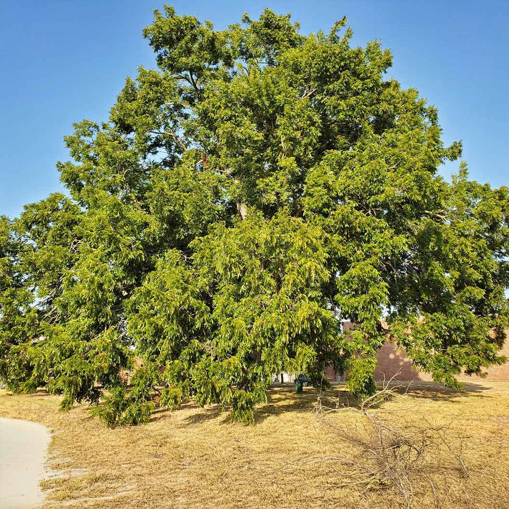 Wichita Pecan Tree