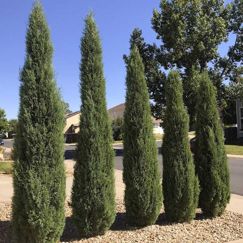 Woodward Juniper Tree