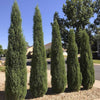 Woodward Juniper Tree
