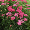 Proven Winners® New Vintage™ Rose Yarrow Plant