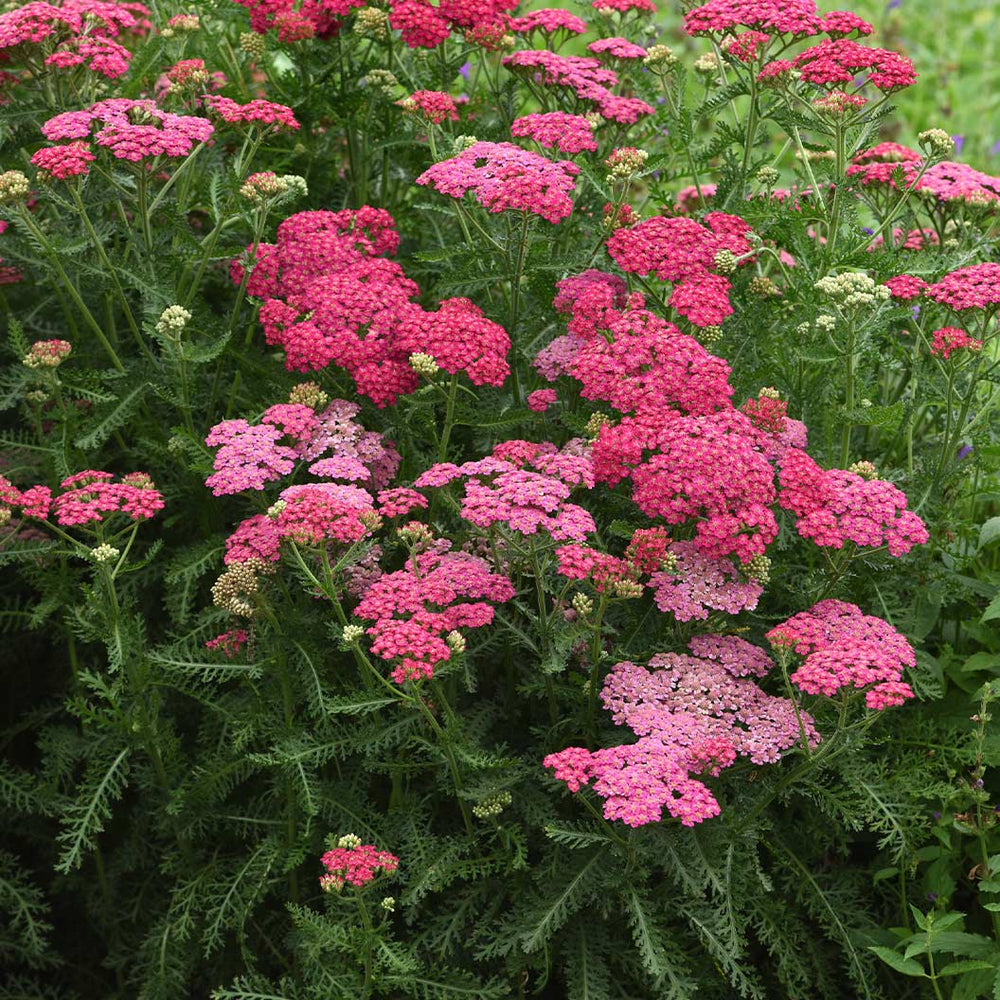 Proven Winners® New Vintage™ Rose Yarrow Plant