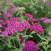 New Vintage™ Violet Yarrow