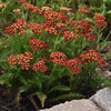 Milly Rock™ Red Yarrow Plant
