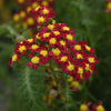 Milly Rock™ Red Yarrow Plant