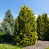 Yellow Ribbon Arborvitae Tree