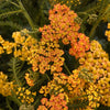 Milly Rock™ Yellow Terracotta Yarrow Plant