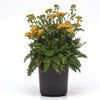 Milly Rock™ Yellow Terracotta Yarrow Plant