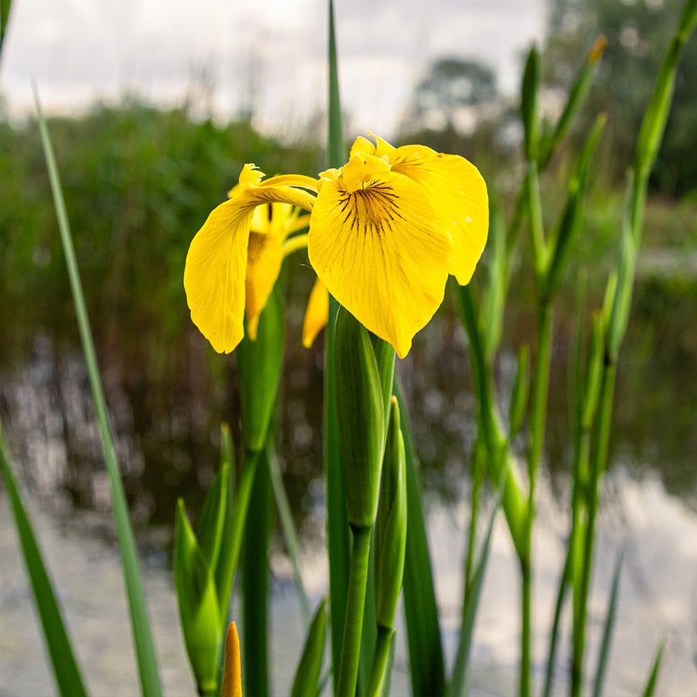 Yellow Flag Iris Plant