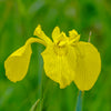 Yellow Flag Iris Plant