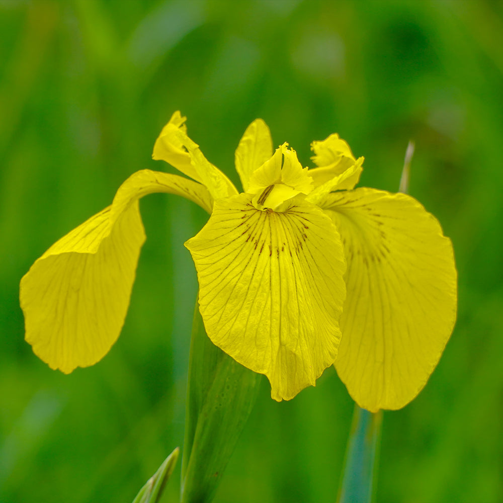 Yellow Flag Iris Plant