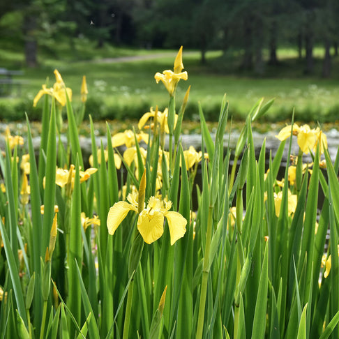 Yellow Flag Iris Plant