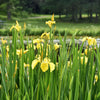 Yellow Flag Iris Plant