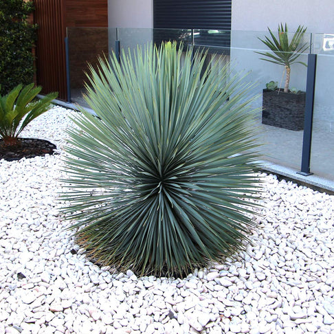 Rancho Blue Yucca Shrub