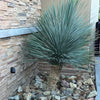 Rancho Blue Yucca Shrub