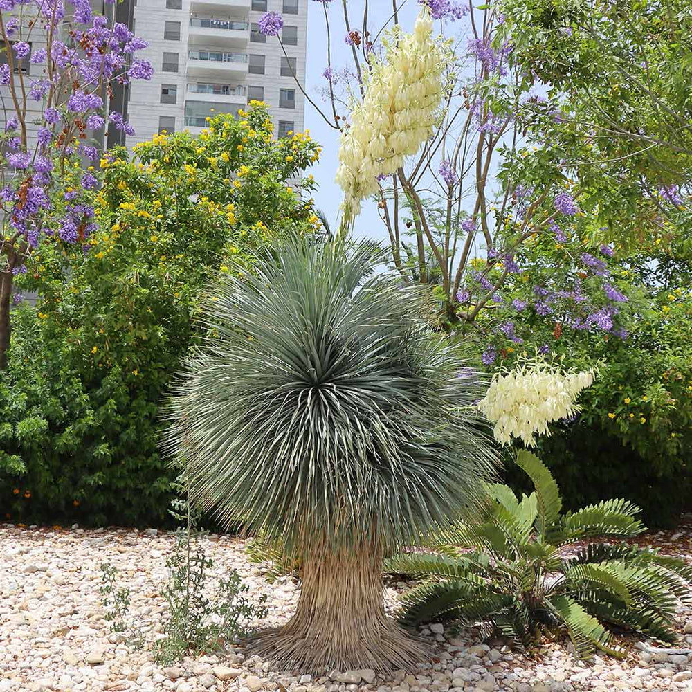 Rancho Blue Yucca Shrub